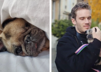 PewDiePie reveals his pug Maya died at 17 years old